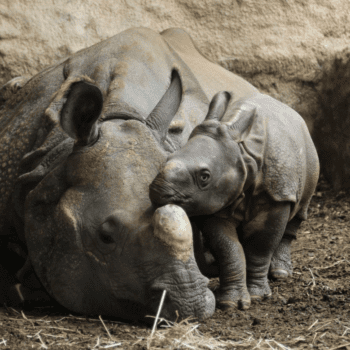 World Rhino Day at the Toronto Zoo